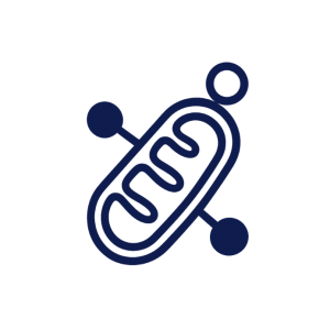 Mitochondrial Focus Graphic